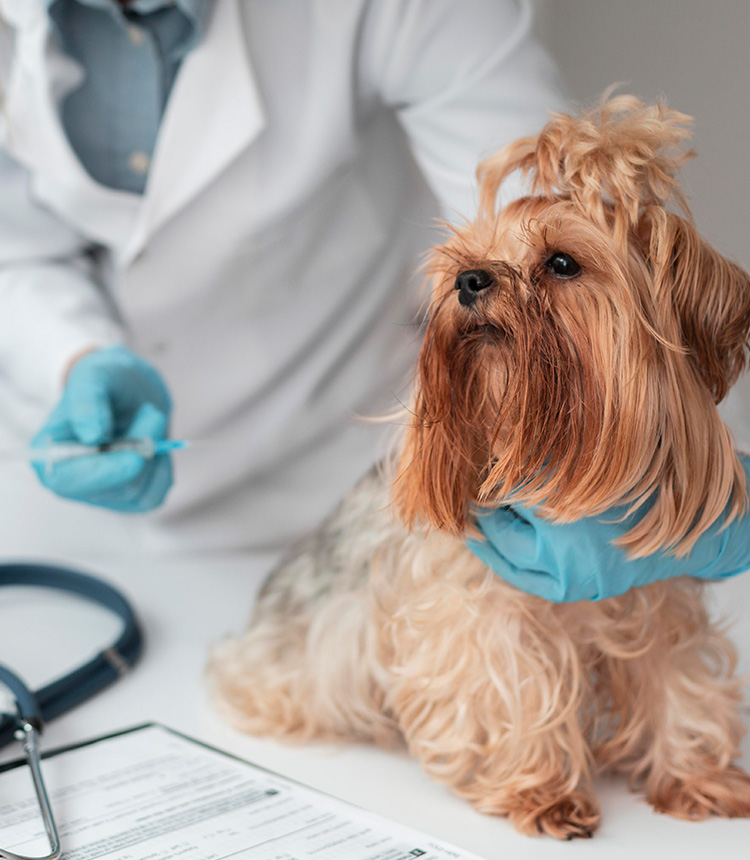 Veterinária Via Care atendendo paciente
