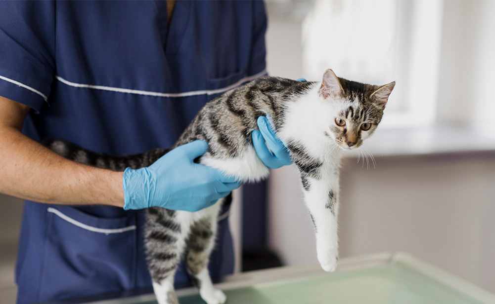 Cuidado veterinário na Via Care