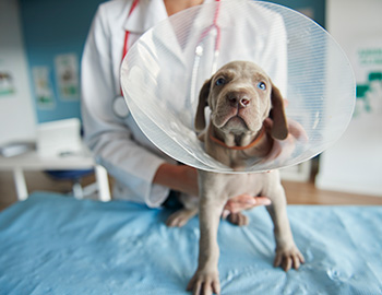 Internação veterinária