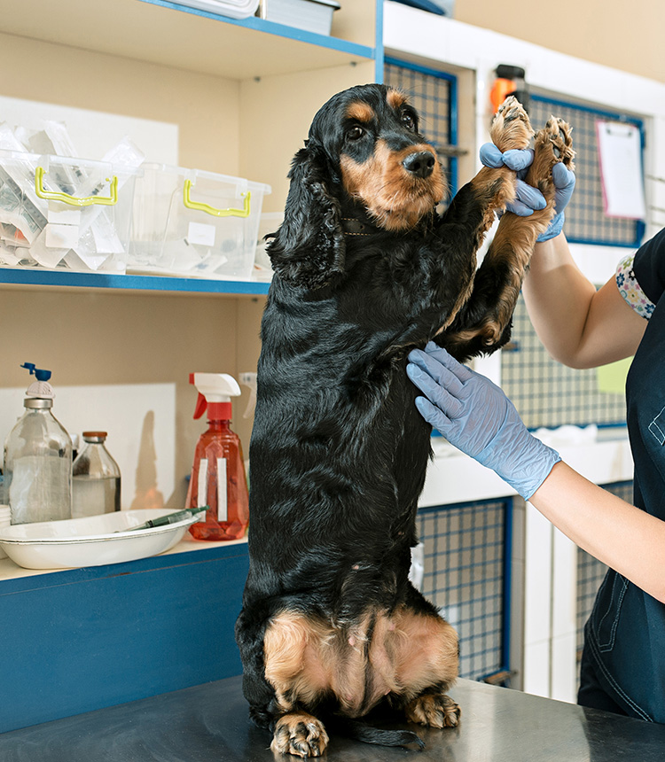 Serviços veterinários Via Care