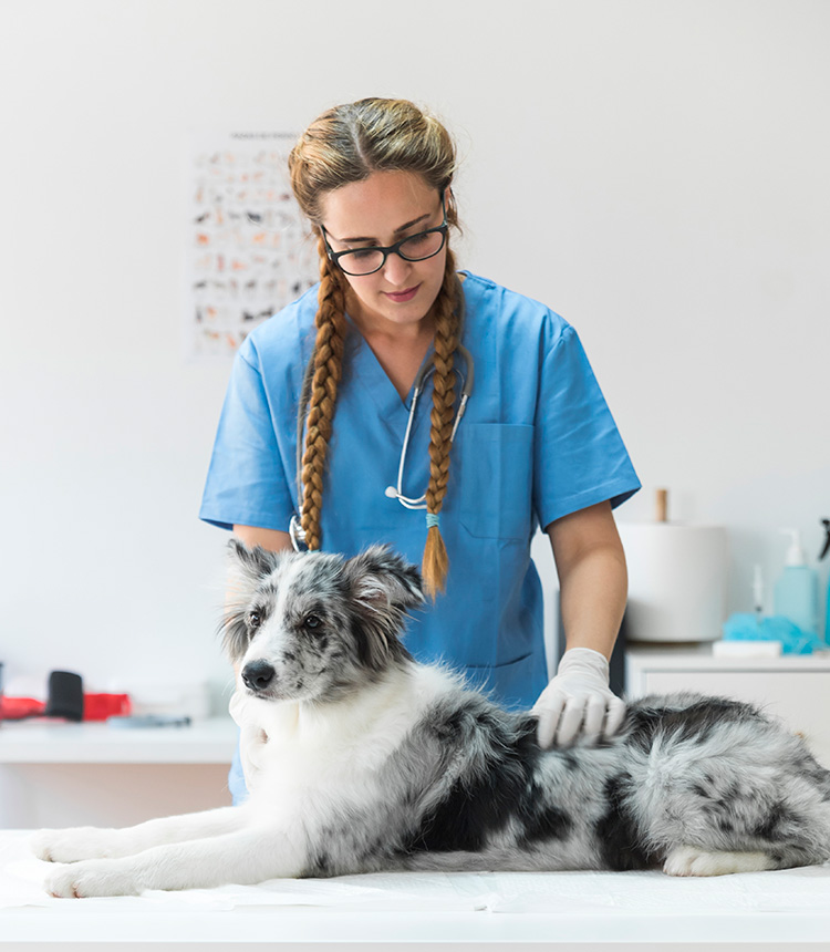 Veterinária Via Care