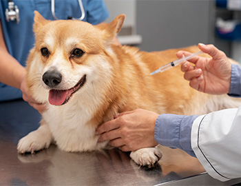 Vacinação de cães
