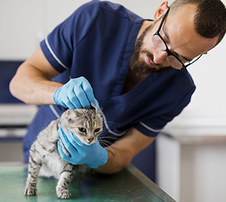 Veterinários especializados