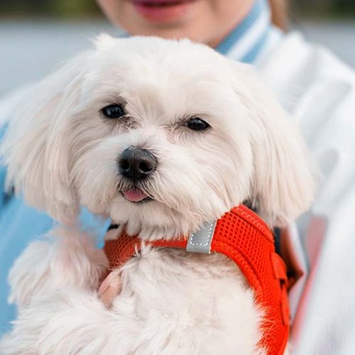 O Guia Completo de Vacinação Canina